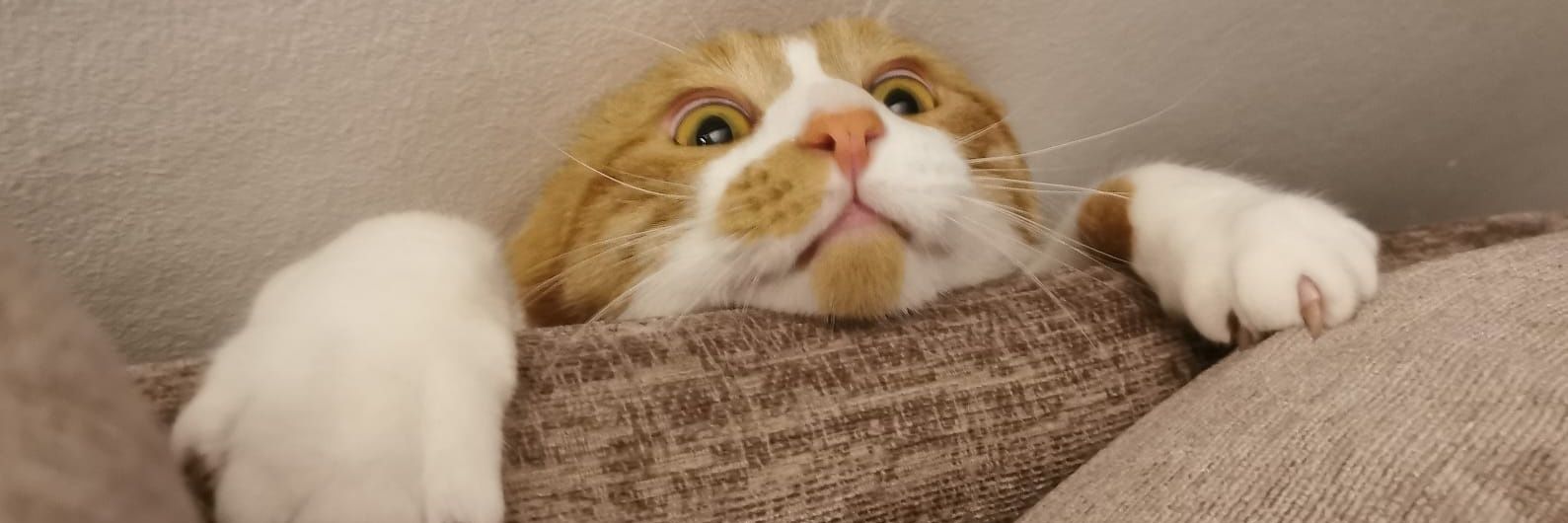 JonesTheCat123's profile banner image