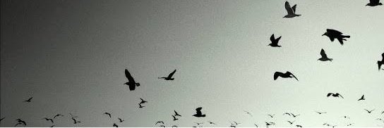 aknnysf's profile banner image