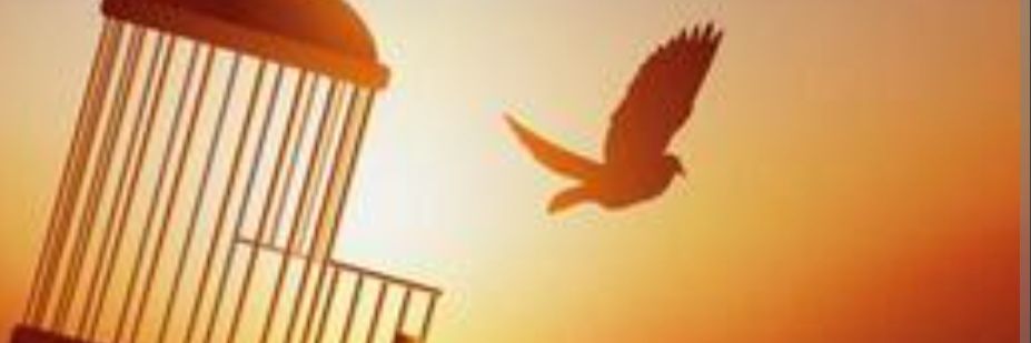 franck dubois banner