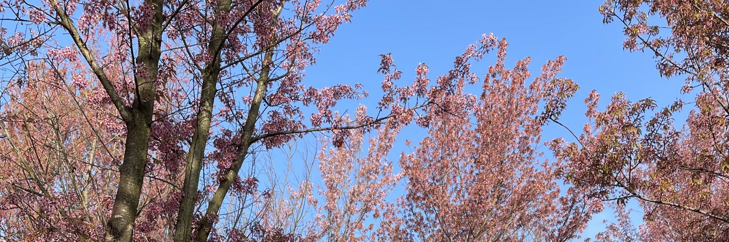 🐼 banner