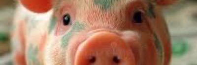 PAYBIGGER's profile banner image