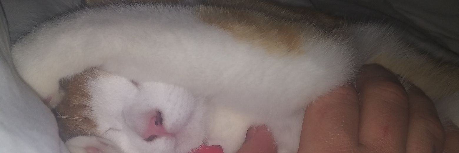 Damon Faulkner banner