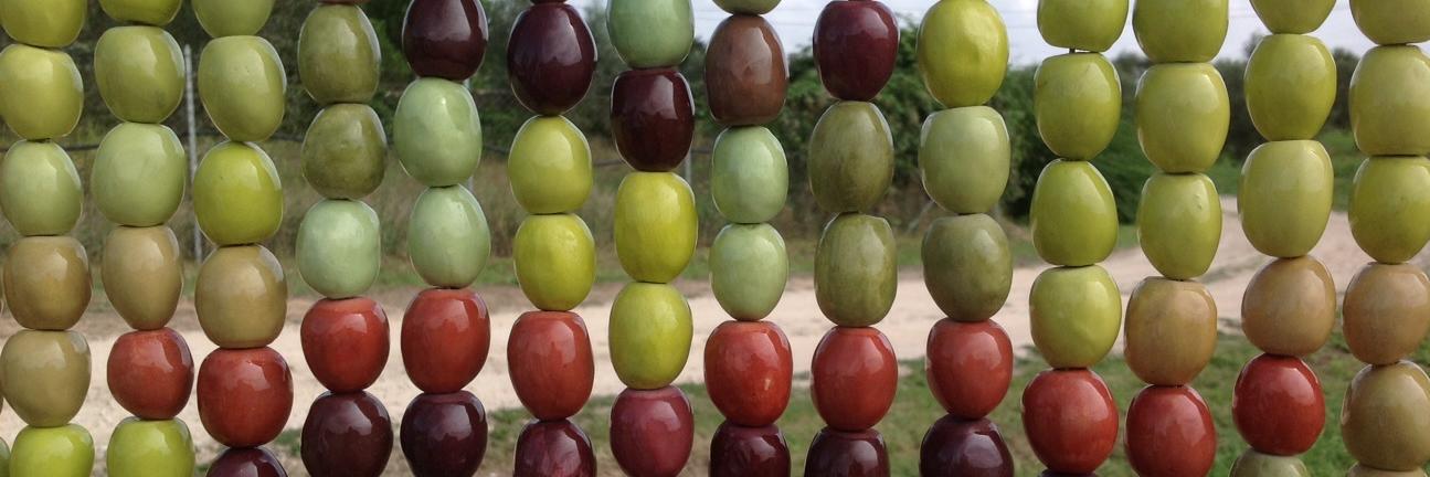 Daniela Massolo banner