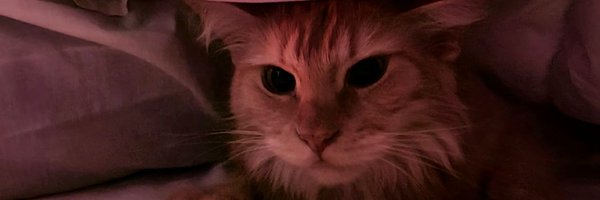 wafflesbite Profile Banner