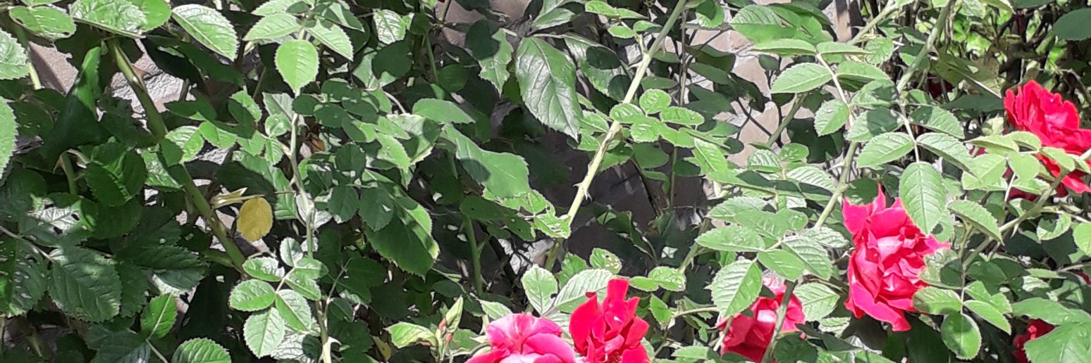 henkhut112's profile banner image
