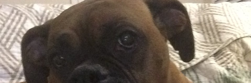 JoePand3Boxers's profile banner image