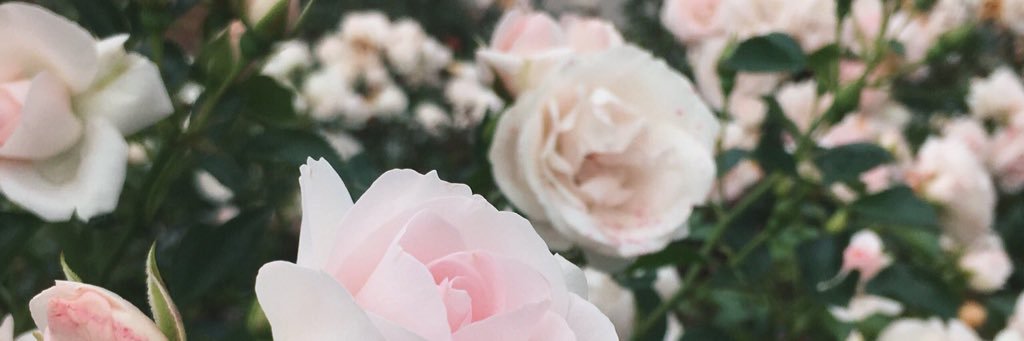 softgiggleslwt's profile banner image