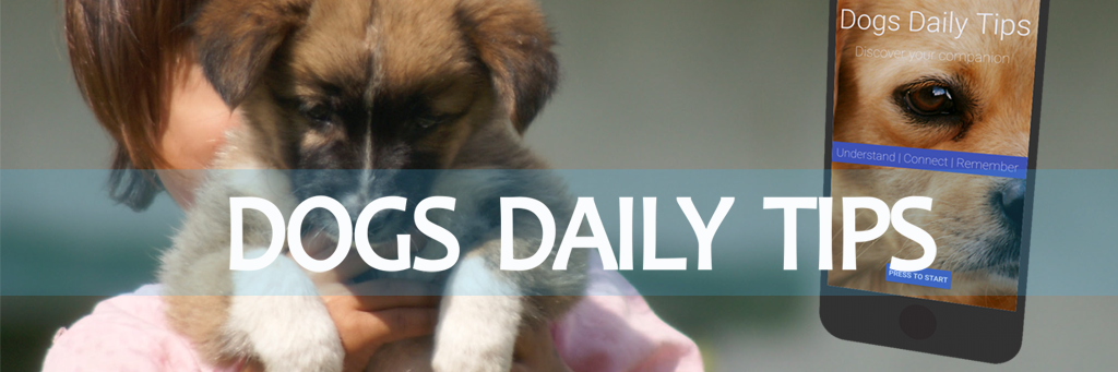 dogsdailytips's profile banner image