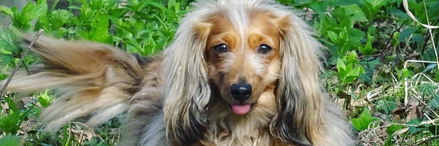 CatFuller_'s profile banner image