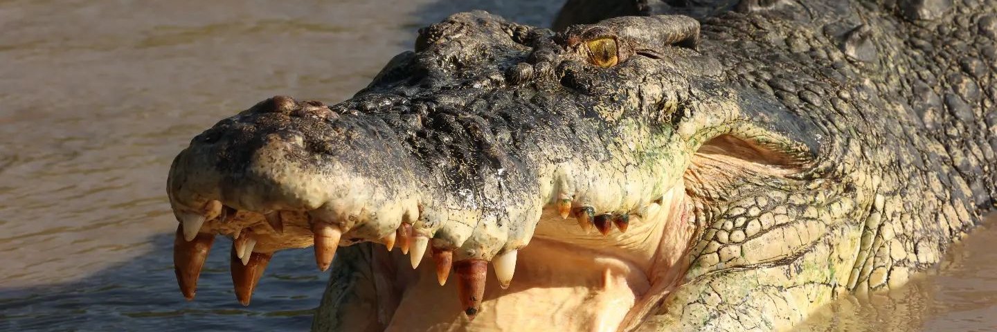 Brandon Sideleau banner