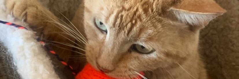 Justice for Jam banner