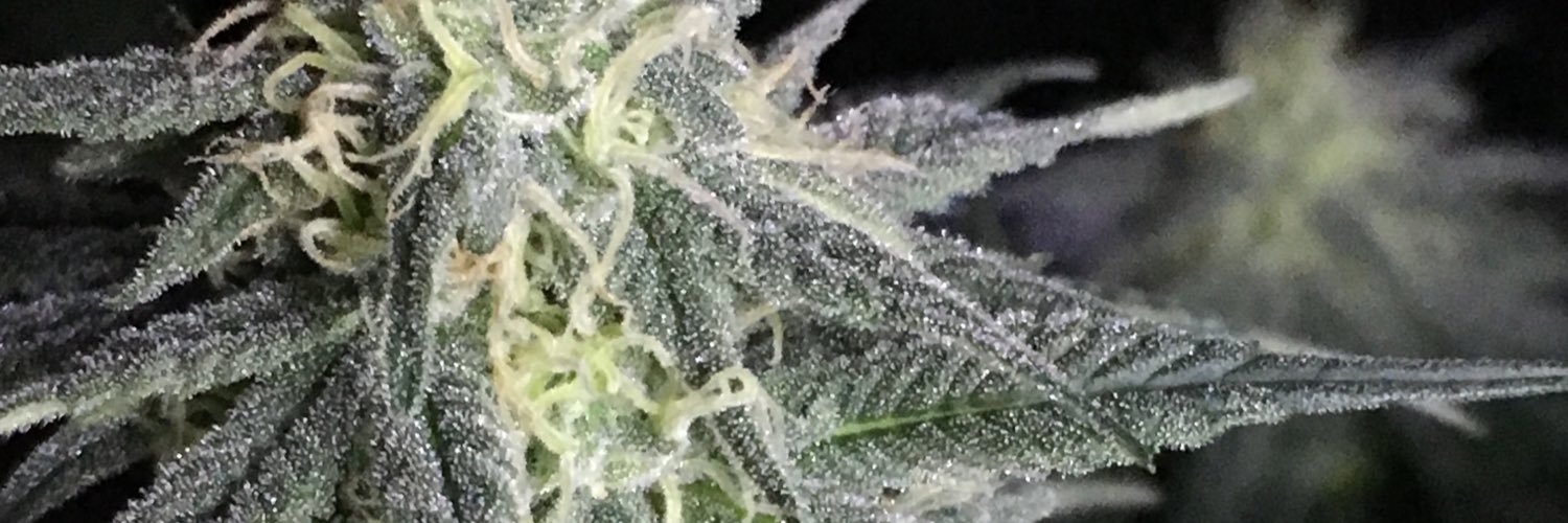 cannaclipse's profile banner image