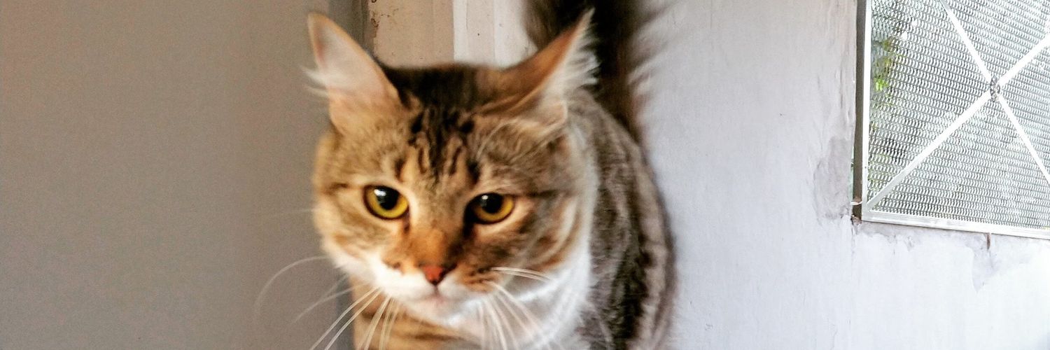 Avila 🐺 banner