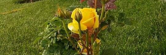 AMeydaneri's profile banner image