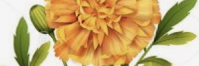ashleyarush's profile banner image