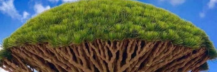 Hamzah Nasser banner