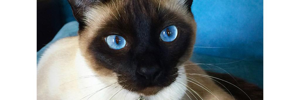ACoopurrr's profile banner image