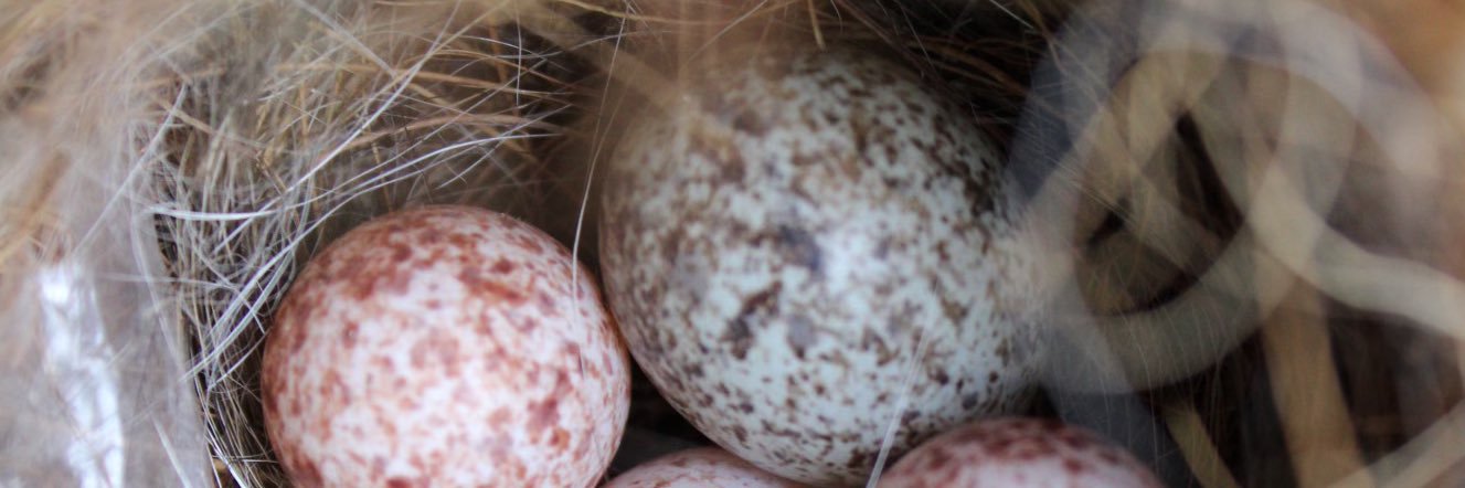 Jennifer Van Matre banner