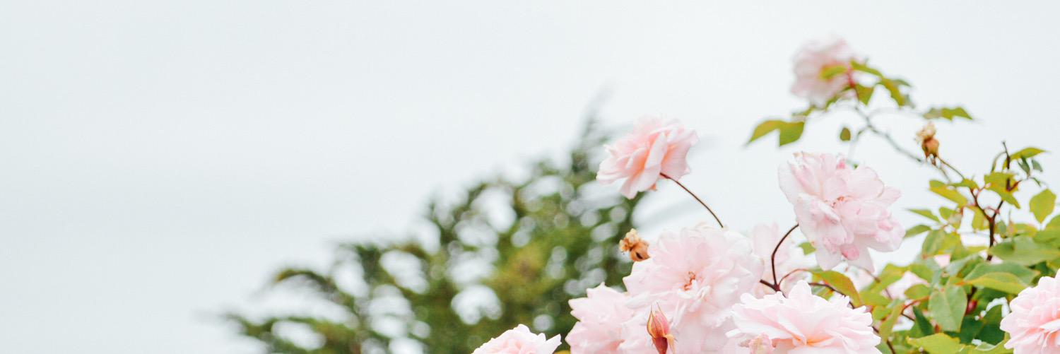 WhitneyBlake_'s profile banner image