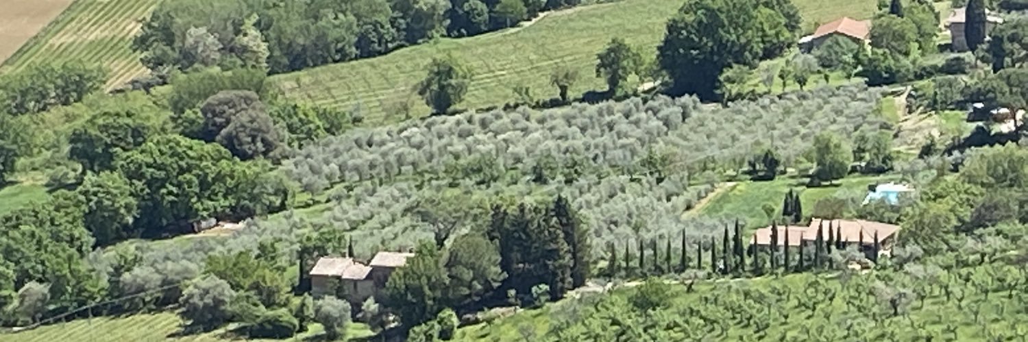 mromoli's profile banner image