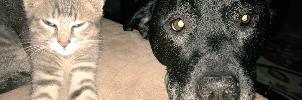 mellykenz's profile banner image