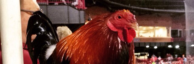 Courtney C Hall banner