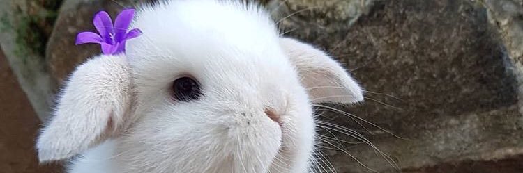 cestpoopie's profile banner image