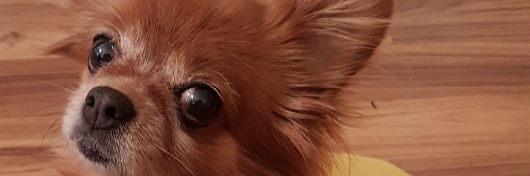 SvdBrnc's profile banner image