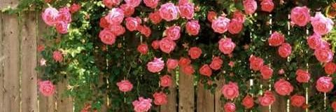 _mezh's profile banner image
