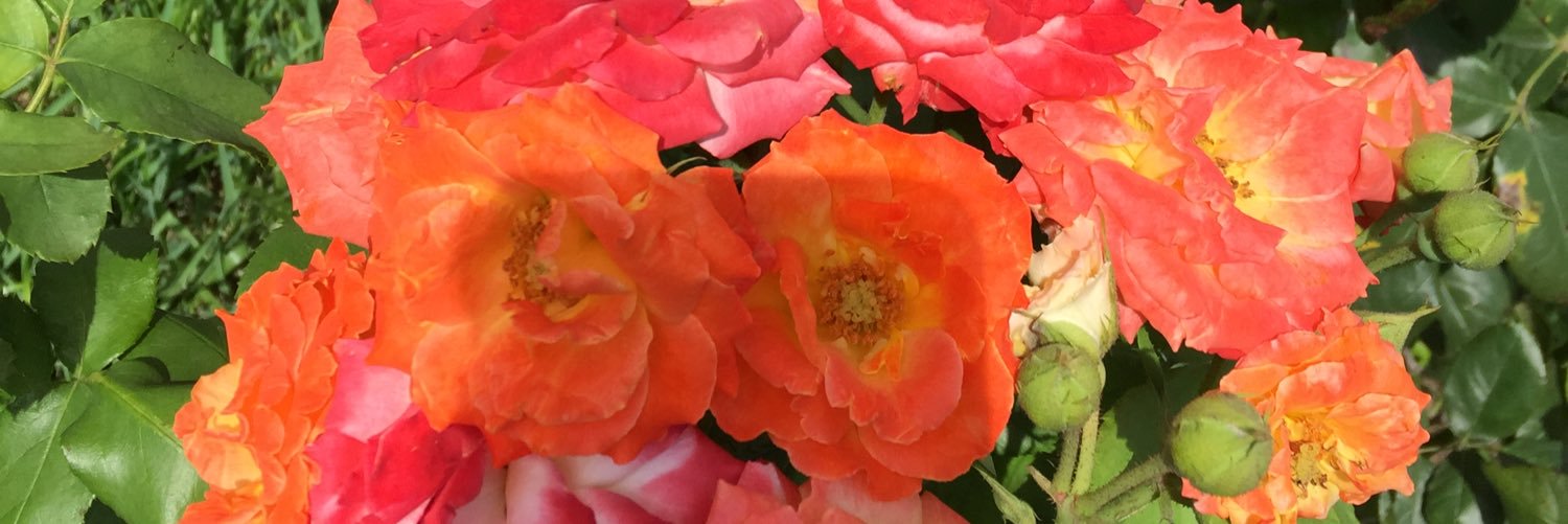 MariaRGonzalez7's profile banner image