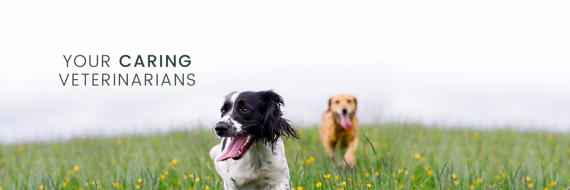 Crescenta Canada Pet banner