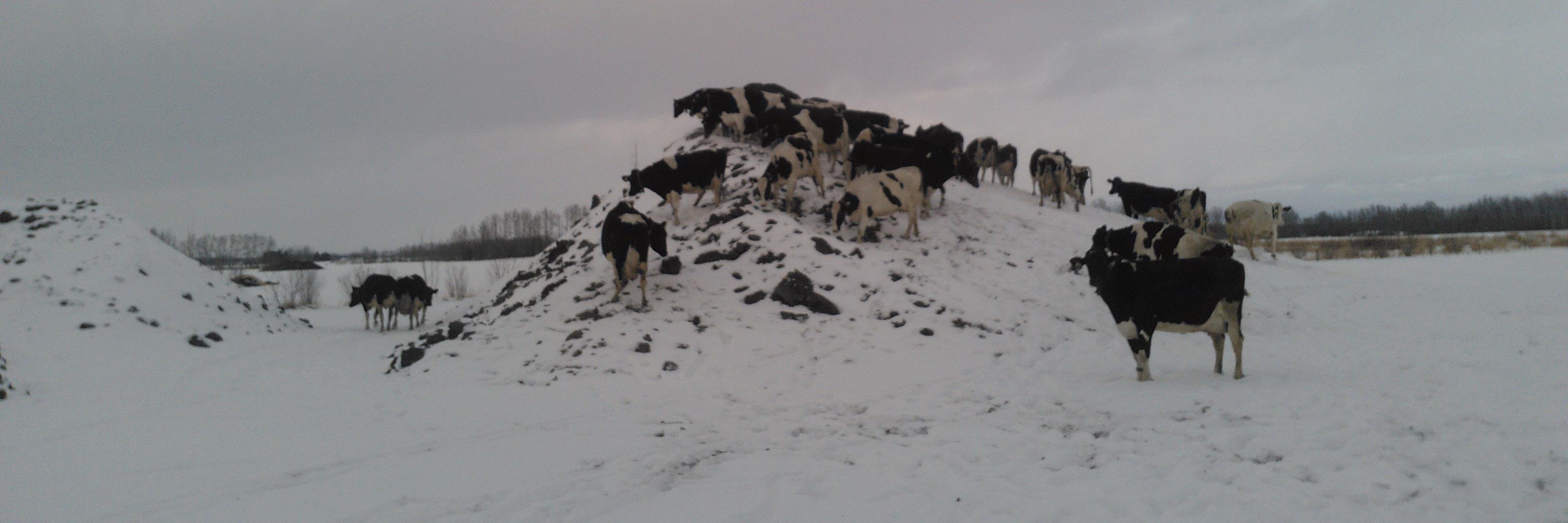 Theo VanderGun banner