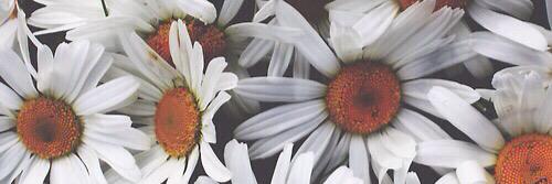 mandaudira's profile banner image