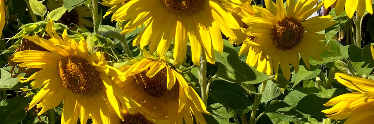 ivana banner
