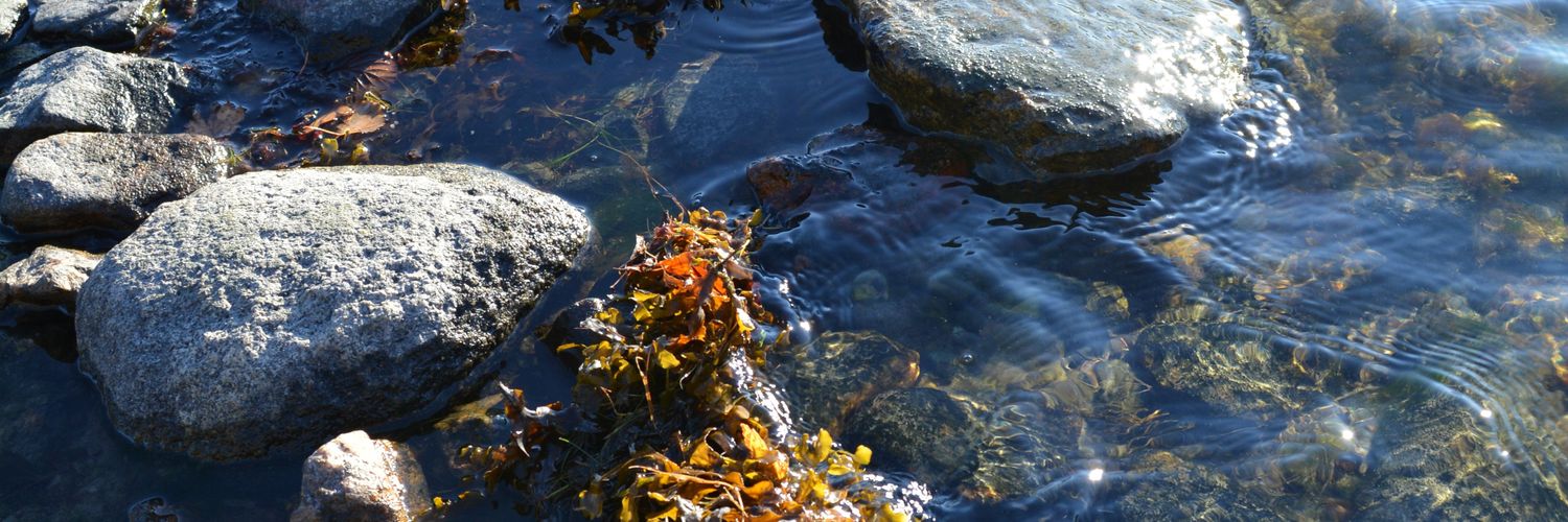 Martin von Willebrand banner