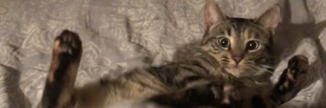 Ashley2TheMacks's profile banner image