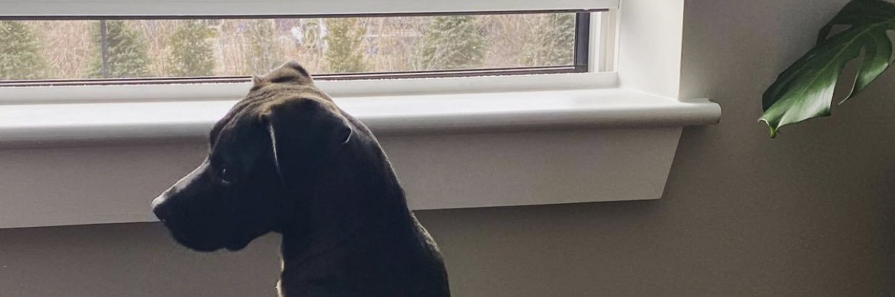 izzy banner