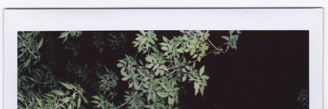 VeritySeashell's profile banner image