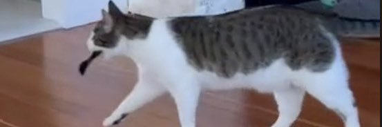 Emily Schiola banner