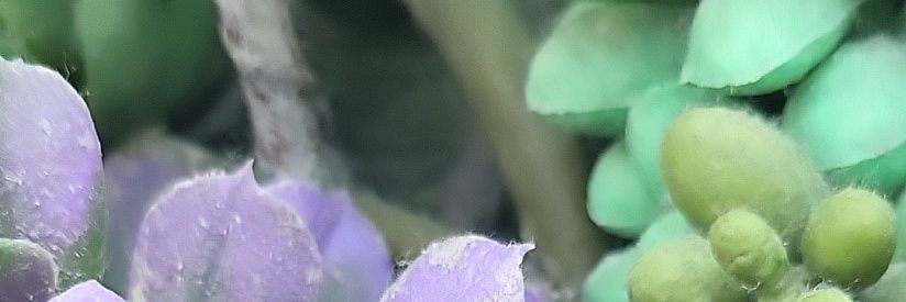 ZviGoldstein's profile banner image