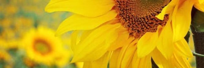 cabbaged21's profile banner image