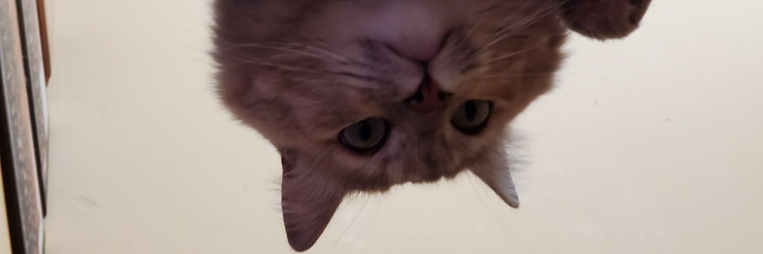 erickodomi's profile banner image