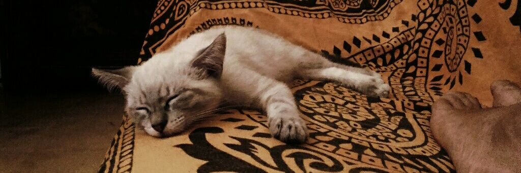 Albert J. Mainzer #FBPE 🇪🇺🍉🕯️🌻🌍🐧 banner