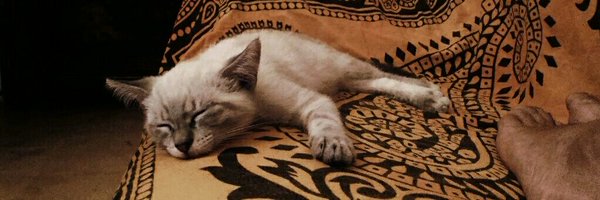 ajmainzer Profile Banner