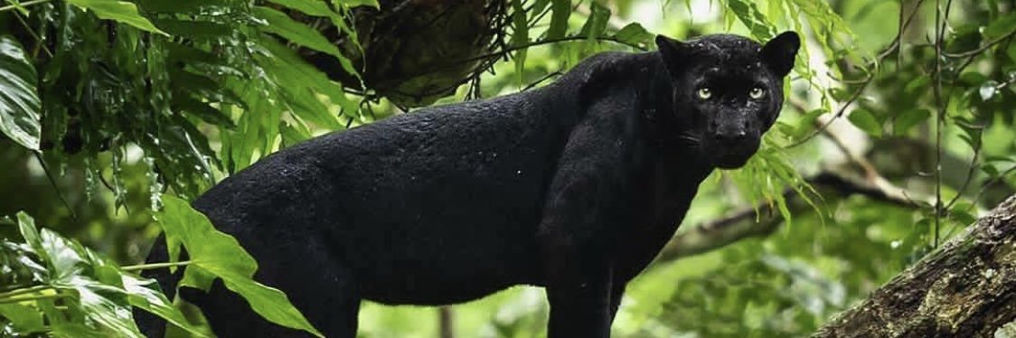 Debbie♑️ banner