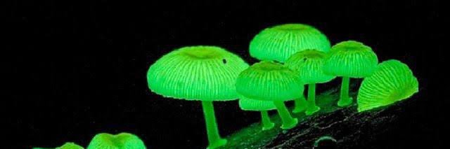 🌵🌿࿓BioLOcO࿓🌱🍃 banner