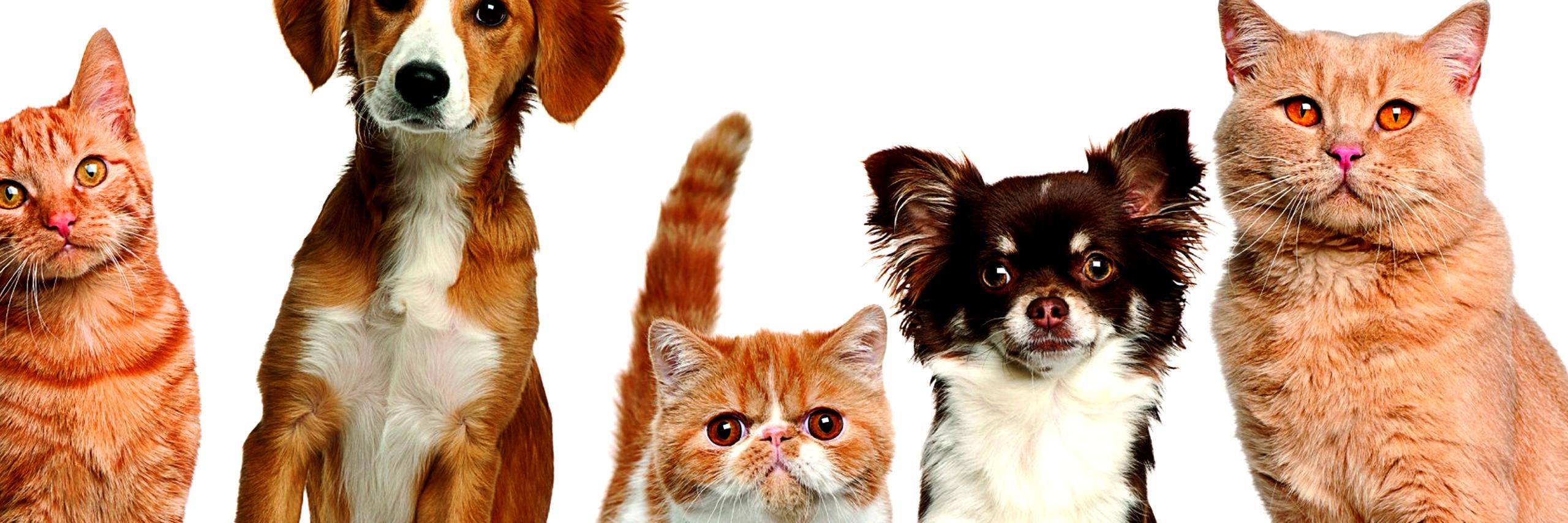 PetsMentor's profile banner image