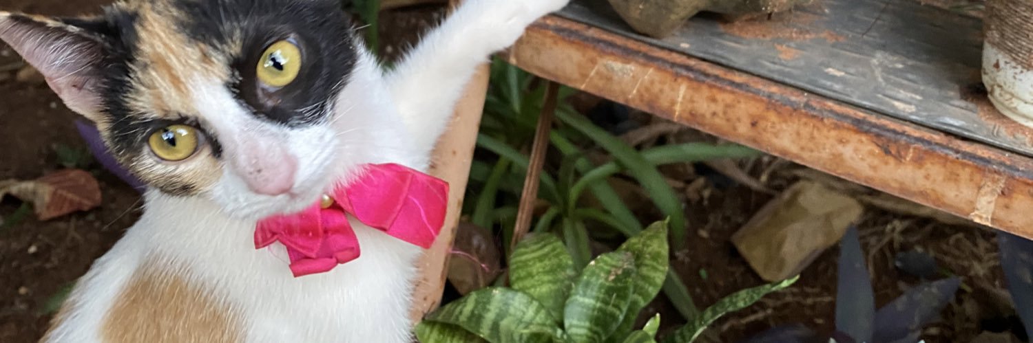 Aru_Meow's profile banner image