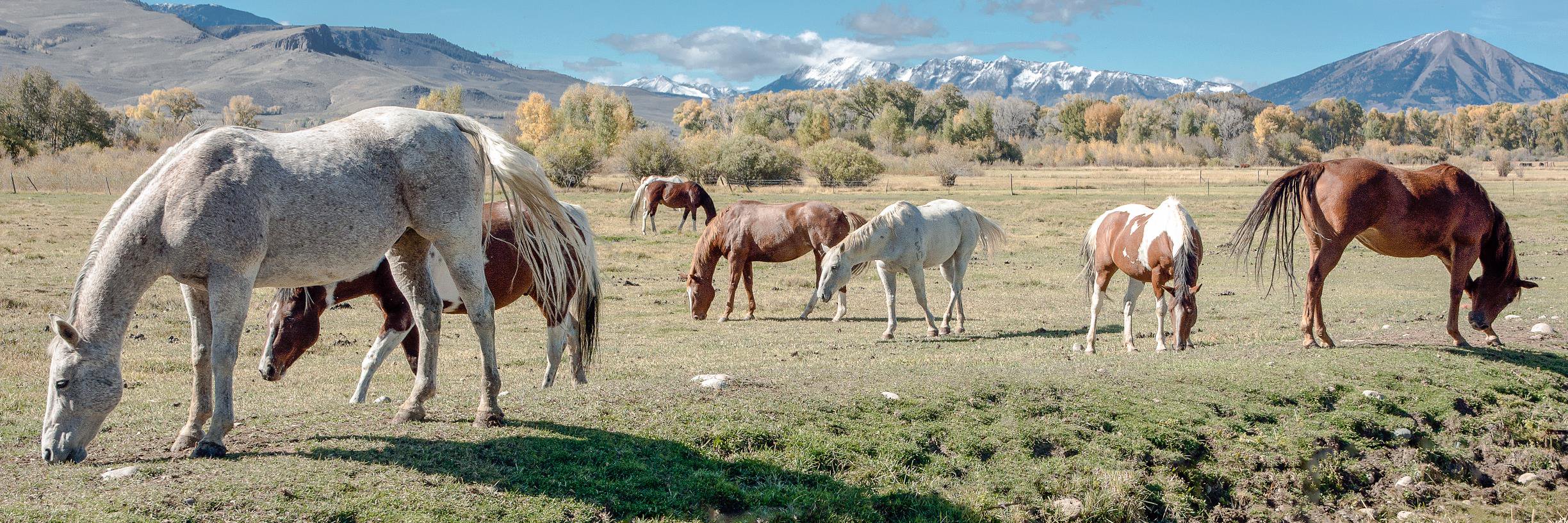 John  Bartelt banner