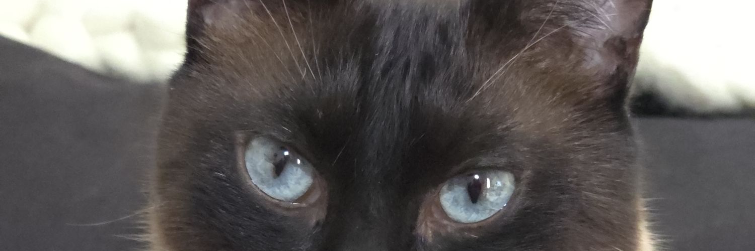 Flormaffia's profile banner image